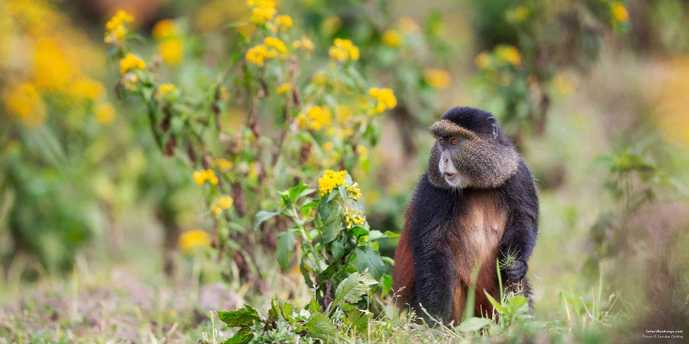The Best Places To Track Golden Monkeys in East Africa