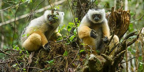 4-Day Adventure Trip to Wild Andasibe & Mantasoa