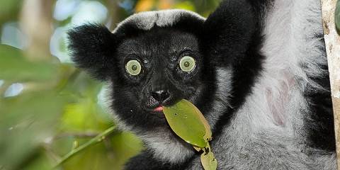 8-Day East Madagascar Rainforest and Lemur Encounters