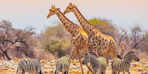 5-Day Himba Tribe & Etosha Safari