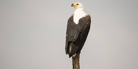 15-Day Ethiopian Birdwatching and Photograph Tour