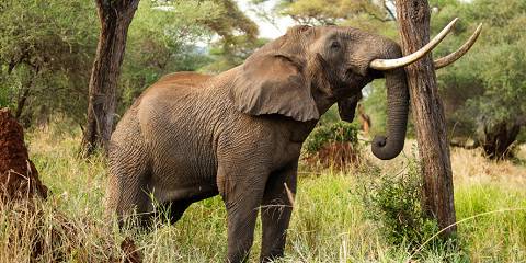 3-Day Nyerere NP Safari Getaway from Dar Es Salaam